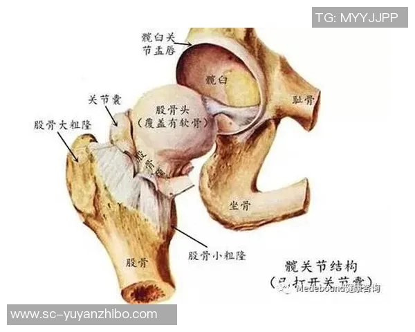 埃雷拉:我2012年时也被耻骨炎困扰,每天都是不同的不适感 埃雷拉:我2012年时也被耻骨炎困扰,每天都是不同的不适感